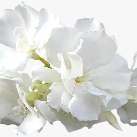 Calla, Calluna & Gardenia דירה